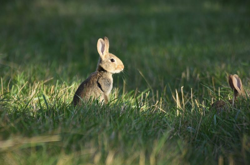 A baby rabbit in the grass