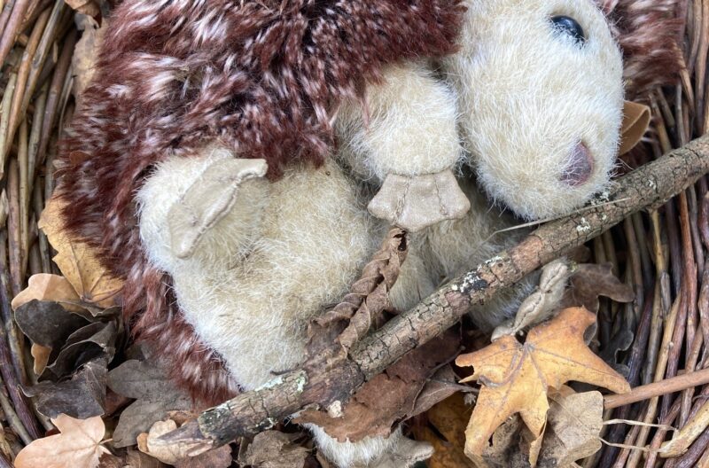 Henry the Hedgehog is missing!
