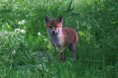 Wildlife Detectives Science Day