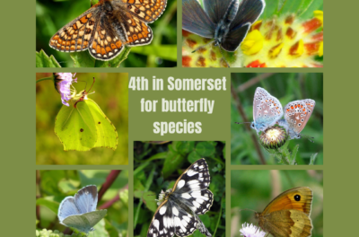 4th in Somerset for Butterfly species