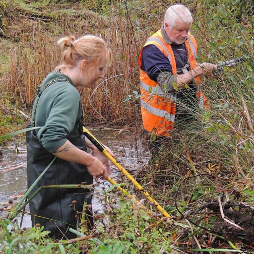 Volunteers clearing reeds from the pond
