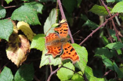 Comma butterfly on bramble