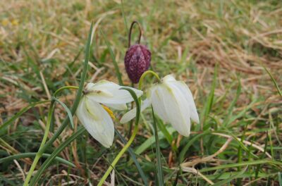White and Pink snakes head fritilleries