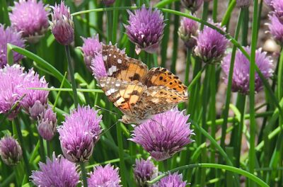 Painted Lady Butterfly